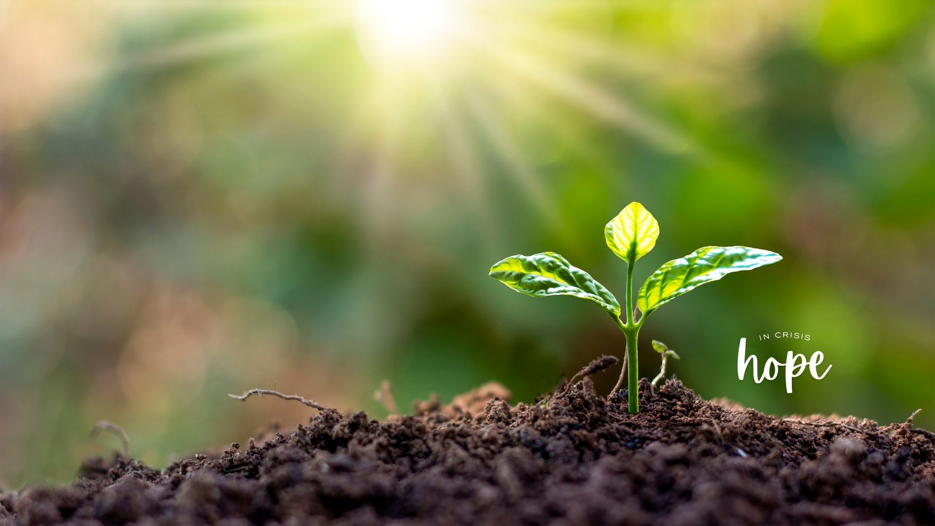 a growing plant with sunlight over it